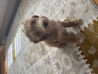 3 Aylık Dişi Maya Orjinal Maltipoo