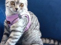 British shorthair silver tabby Dişi yavru
