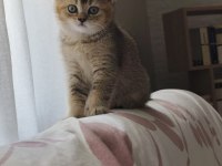 British Shorthair Gold NY25