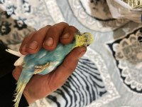 Erkek ele alışıktır bilginize güzel kuşlar gençler