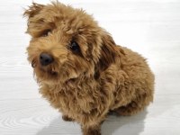 6 Aylık Maltipoo Kızımız TARÇIN