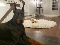 DÜŞMANA KORKU SALAN DOBERMAN EJDERLER
