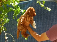 2 aylık maltipoo erkek dişi bebeğimiz