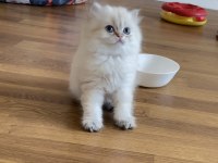 Golden point British longhair erkek