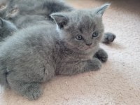 Satılık British Shorthair İlanları Ve Fiyatları | Petcim.com
