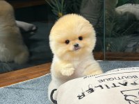 Ailenizin Yeni Üyesi Pomeranian Boo Yavrularımız