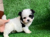 Ufak boy morkie erkek yavrumuz