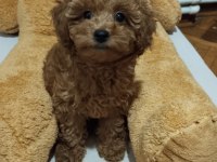 Acil Toy Poodle