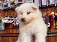 Mükemmel kalitede samoyed bebekler için acele edin