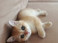 Sevimli golden bebekler