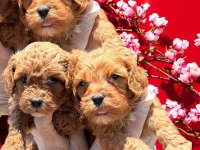 Sevimli maltipoo yavrularımız