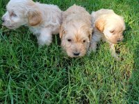 Maltipoo Dişi Erkek Kardeşler