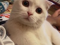 Prensimiz scottish fold