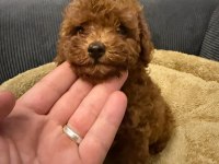 Poodle Kore Teacup 3.5 Aylık Dişi