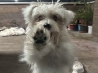 Terrier Evcil 6 Aylık