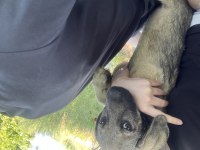 Köpeğim cesur