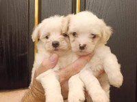 Sevimli maltese yavruları