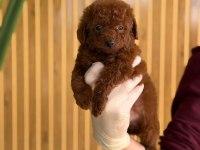 TOY POODLE YAVRULARI