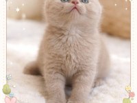 BRİTİSH SHORTHAİR KEDİSİ DENİZLİ