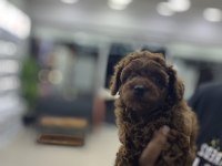 Red Brown Toy Poodle @petclubadanaa