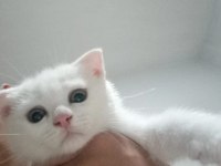 Beyaz dışı diğeri erkek kedilerin sahiplendirilir