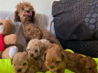 Toy poodle bebekler