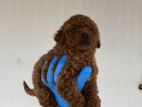 Red Brown Şecereli Toy Poodle Yavrular