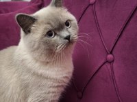8 Aylık Erkek British Shorthair