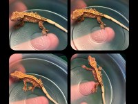 Crested Gecko Yavrular