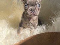 Micro boy exotic renk french bulldog yavrularım