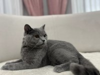 Gri british shorthair erkek
