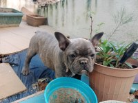 Evcil fransız bulldog