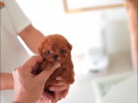 ORJİNAL SAFKAN TUVALET EĞİTİMLİ POODLE BEBEKLER