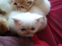 İran persian safkan