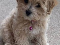 Maltipoo yavrularımız sizleri bekliyor