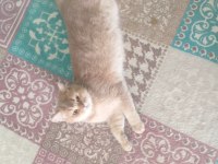 British shorthair BALIM için yuva arıyoruz