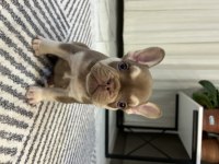 New Shade ve New Shade Rojo tan french bulldog