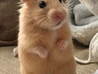 HAMSTER-GONZALES YAVRULARIMIZ HERYERE GÖNDERİM