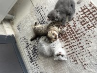 Scottish fold kediler için ulaşın