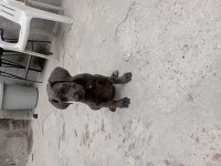 Cane corso blue dişi
