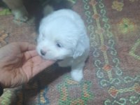 3 adet yavru terrier