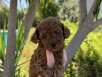 Teacup kore toy poodle bebekler