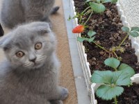 1 YAŞ VE 2 AYLIK KEDİLERİMİ SAHİPLENDİRECEĞİM