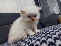 Bebiş iran kedilerimiz