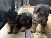 Safkan Şecereli Alman Kurdu Yavrular