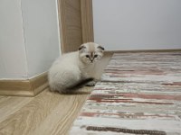 3adet erkek yavru kedi