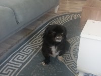 Sahiplendirme köpeğimize iyi bir yuva arıyoruz