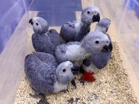 YASAL BELGELİ FATURALI BEBEK JAKO YAVRULAR