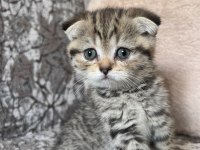 Kaliteden Şaşma Scottish Fold