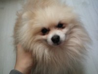 Sahibinden 2 yaşında pomeranian köpeği